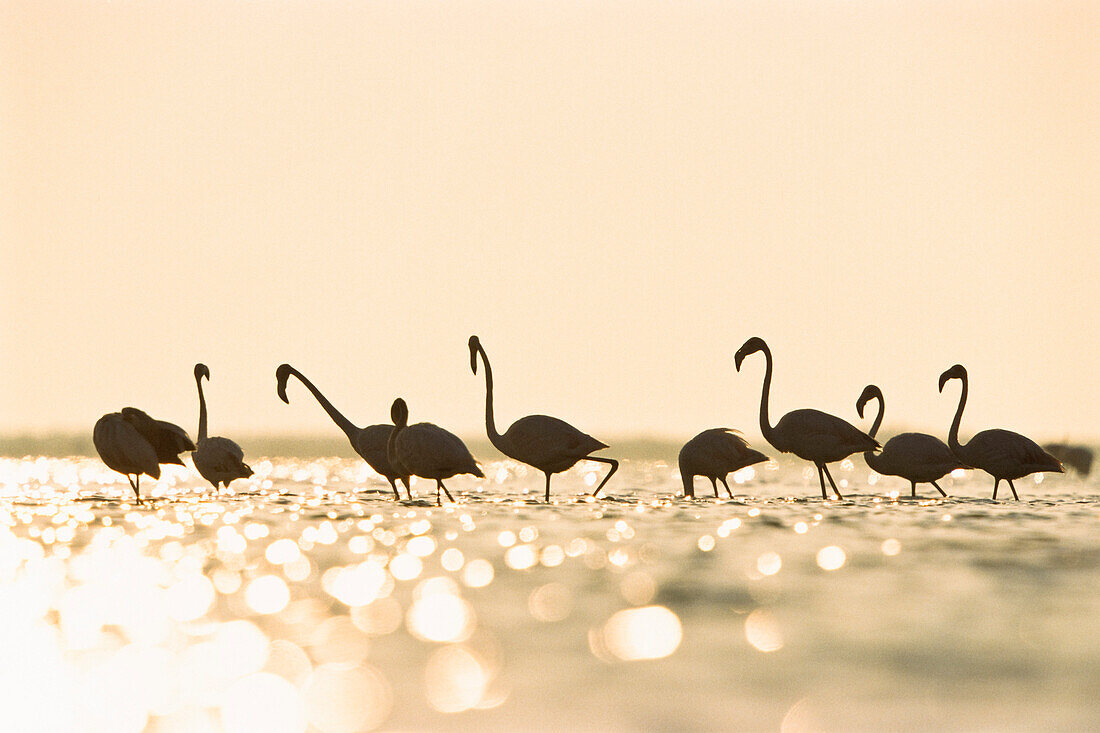 Rosaflamingos bei Sonnenaufgang, Phoenicopterus ruber, Camargue, Frankreich, Europa