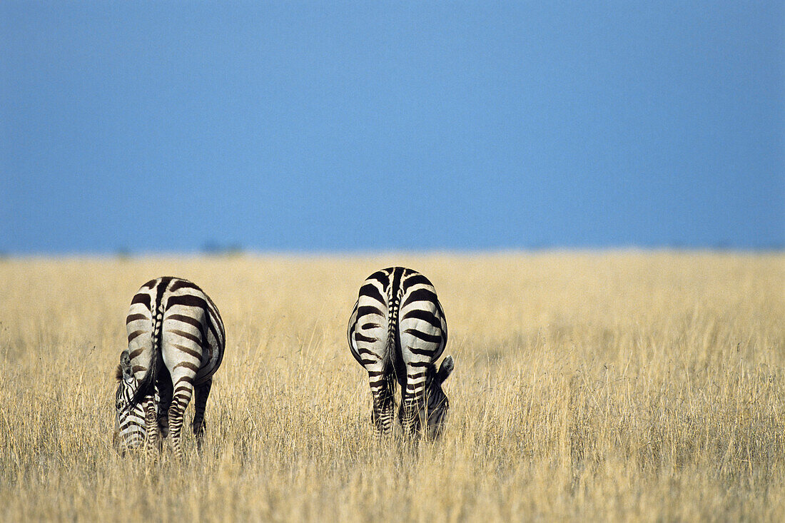 Common Zebras, Equus burchelli, Serengeti National Park, Tanzania