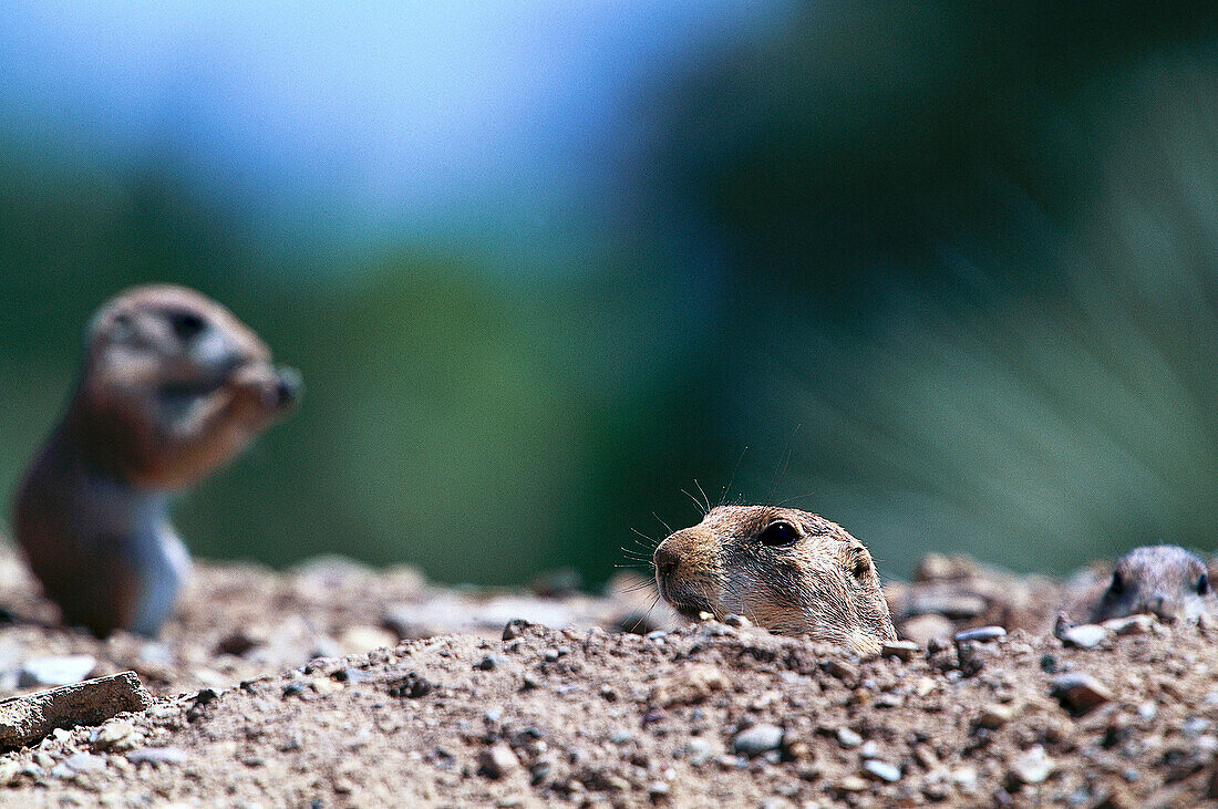 Schwarzschwanz-Paeriehunde, Black-tailed Prairie Dogs Cynomys ludovicianus, Arizona, USA