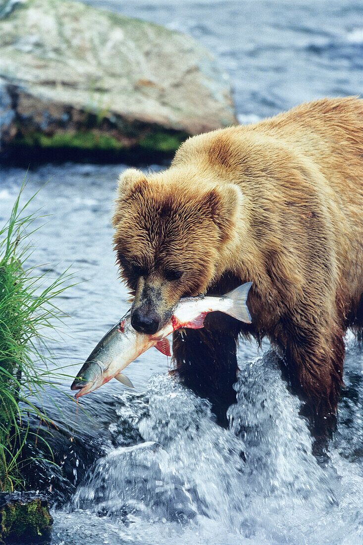 Grizzly mit Lachs, Ursus arctos, Brooks River, Katmai Nationalpark, Alaska, USA