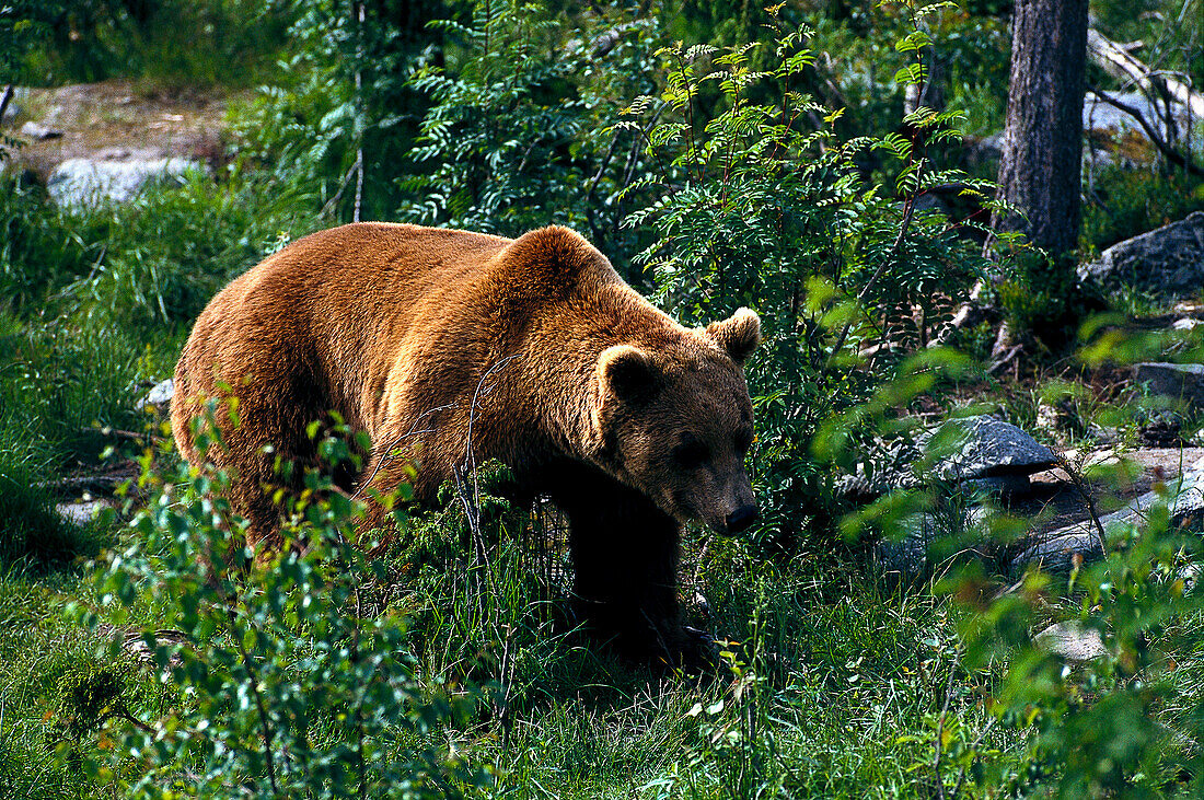 Brown bear between trees, Katmai National Park, Alaska, USA, America