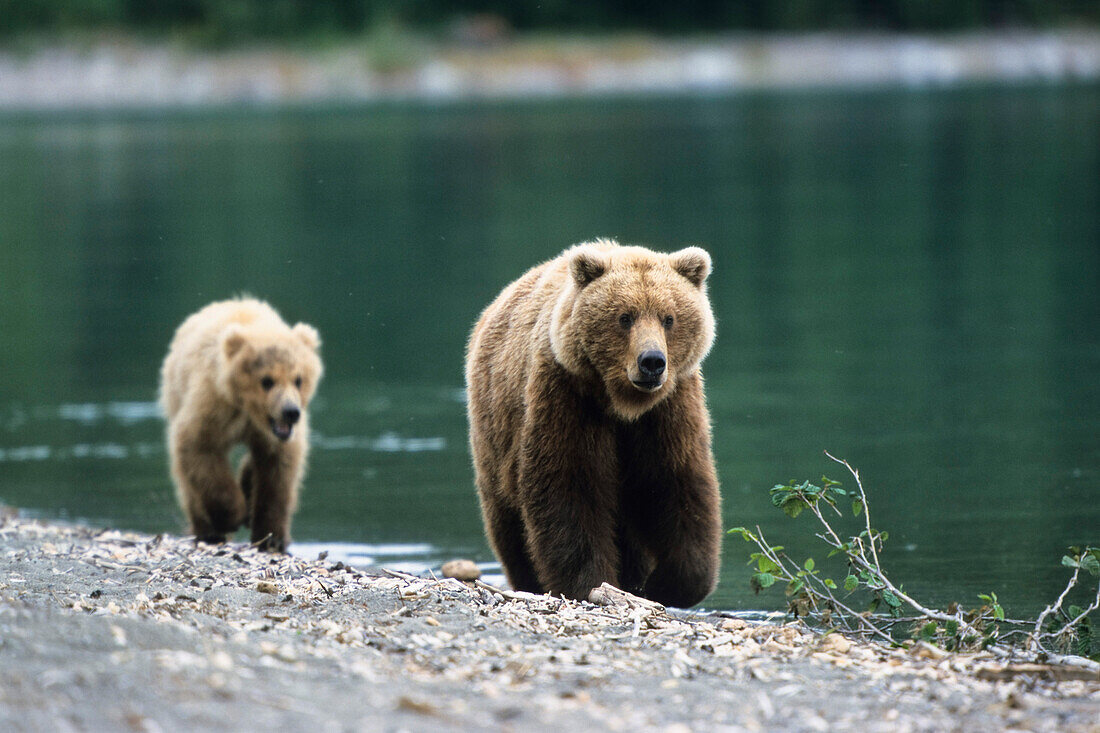 Grizzly Bears, Mother with cub, Ursus Arctors, Katmai National Park, Alaska, USA