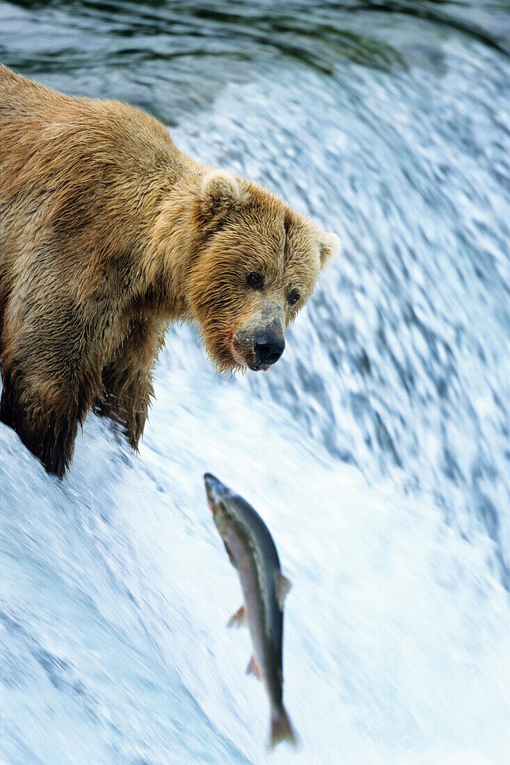 Grizzly trying to catch Salmon, Ursus arctors, Brooks River, Katmai Nationalpark, Alaska, USA