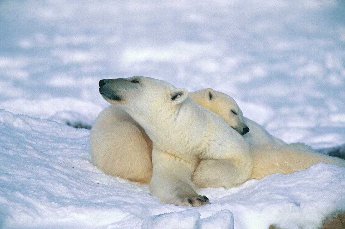 Two ice bears, Churchill, Canada