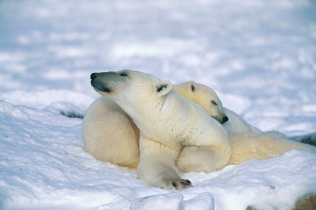Zwei Eisbären, Churchill, Kanada
