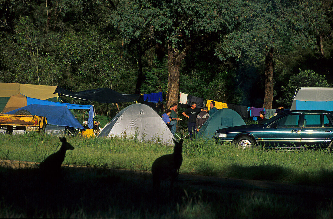 Campsite with tents and kangaroos, Campground at Mt Kosciuszko National Park, Zelten mit Kangaroo