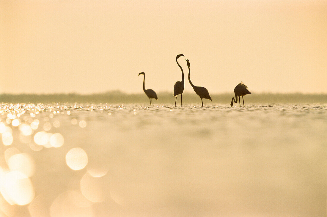 Rosaflamingos bei Sonnenaufgang, Phoenicopterus ruber, Camargue, Frankreich