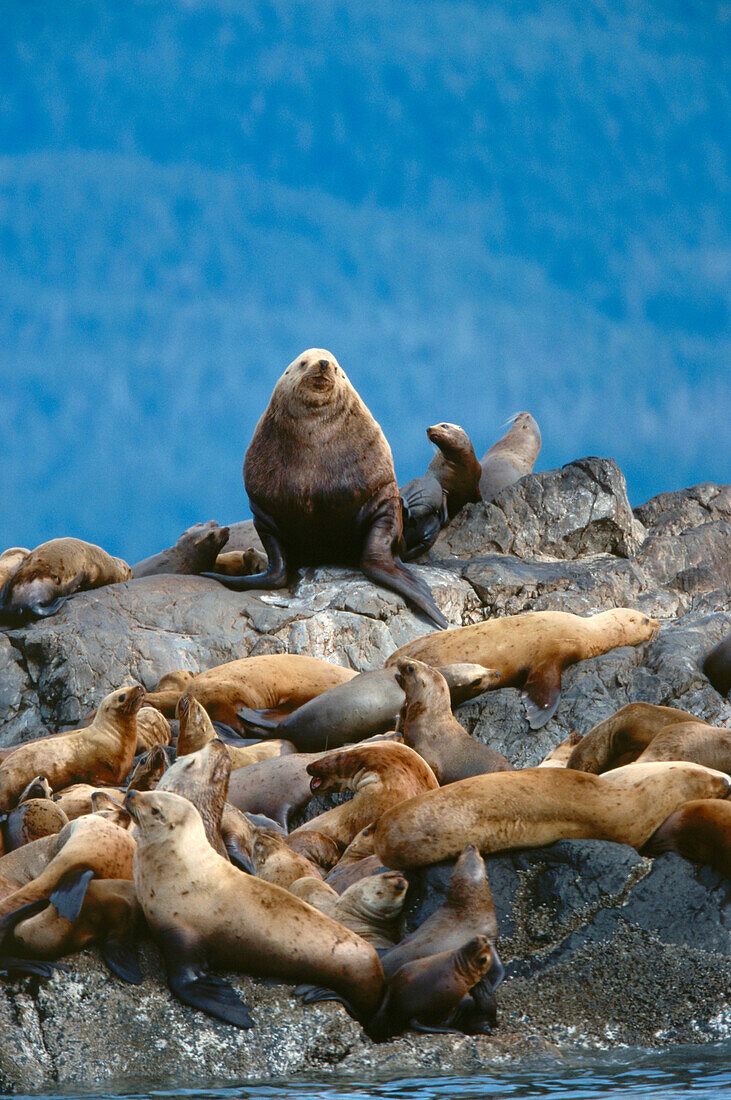 Steller Sea Lions resting on Rocks, Eumetopias jubatus, Alaska, USA