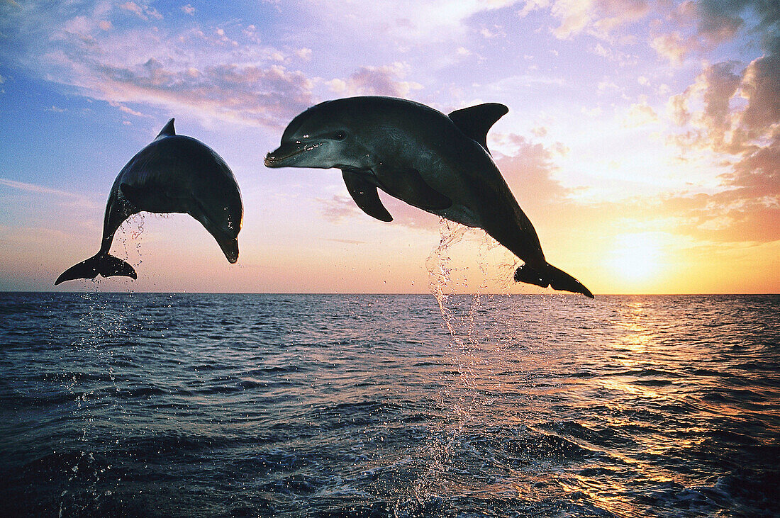 Zwei springende Delfine, Großer Tümmler, Tursiops truncatus, Islas de la Bahia, Hunduras, Karibik
