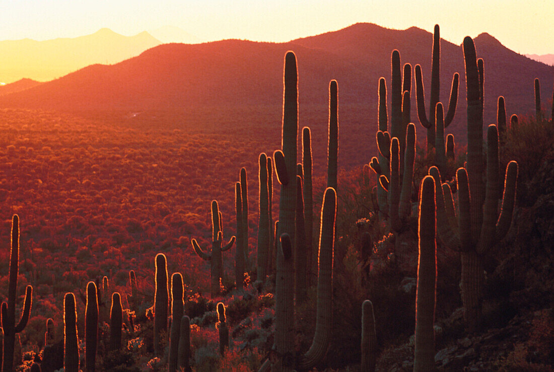 Saguaro cactuses in the evening sun, Sonora desert, Arizona, USA, America