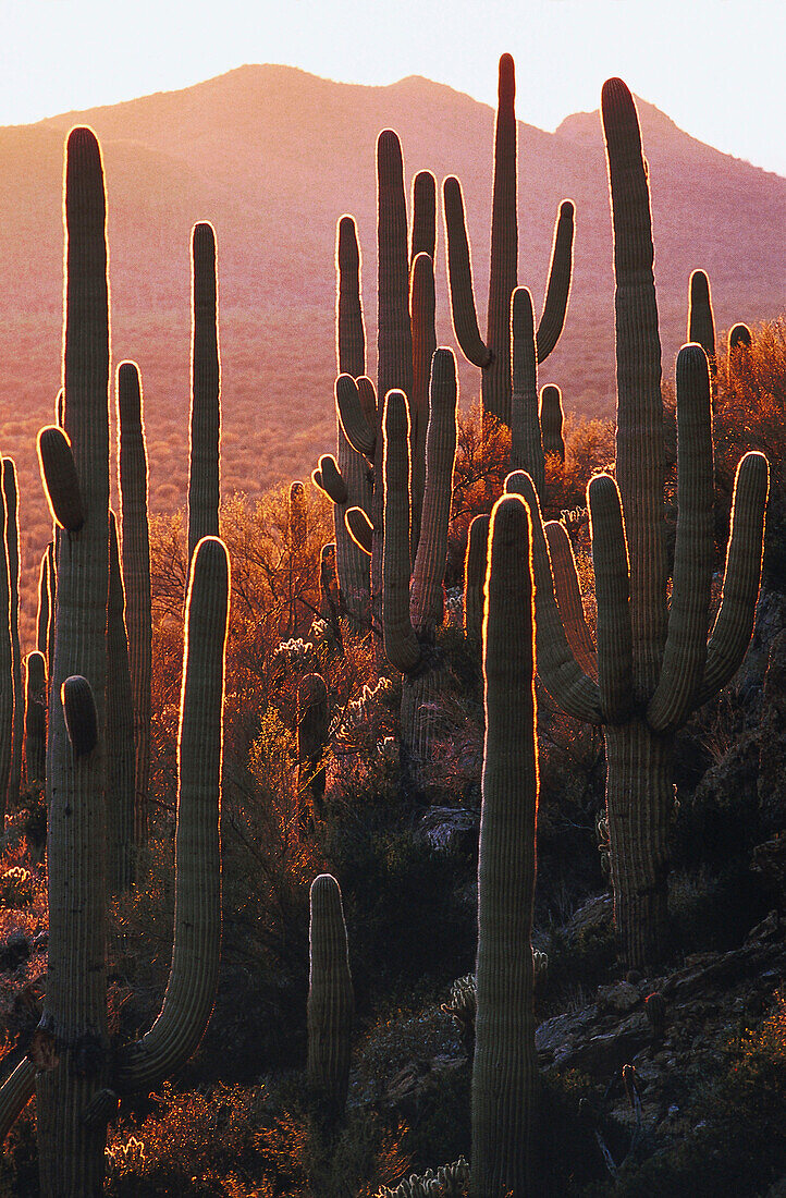 Saguaro cactuses in the evening sun, Sonora desert, Arizona, USA, America