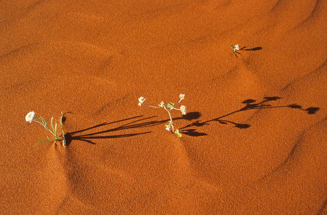 Blühende Wüste, rote Sanddüne und weiße Blumen, Simpson Wüste, Queensland, Südaustralien, Australien