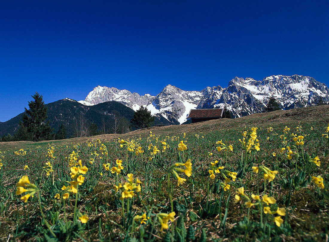 Blumenwiese mit Waldprimeln, mit Karwendel-Gebirge, bei Mittenwald, Deutschland