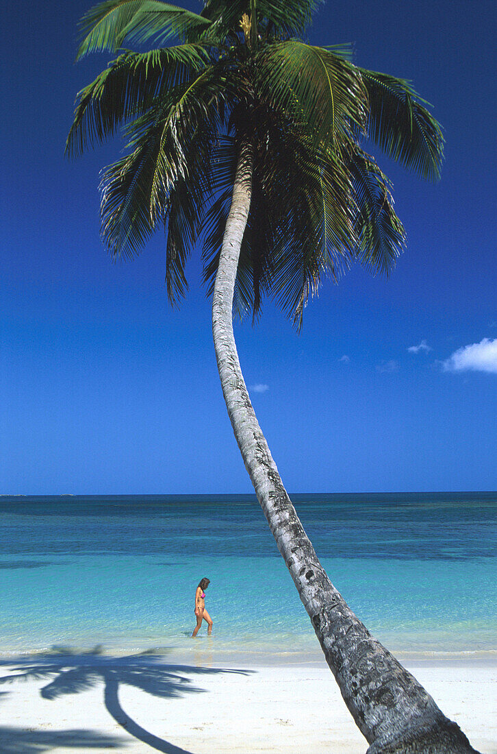 Palmenstrand, Kokospalmen, Dominikanische Republik, Karibik