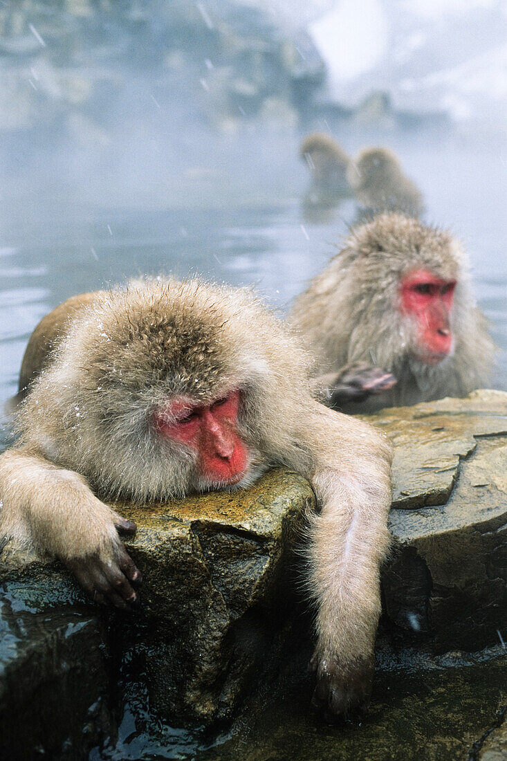 Snow monkeys bathing in hot spring, Japanese Alps, Japan