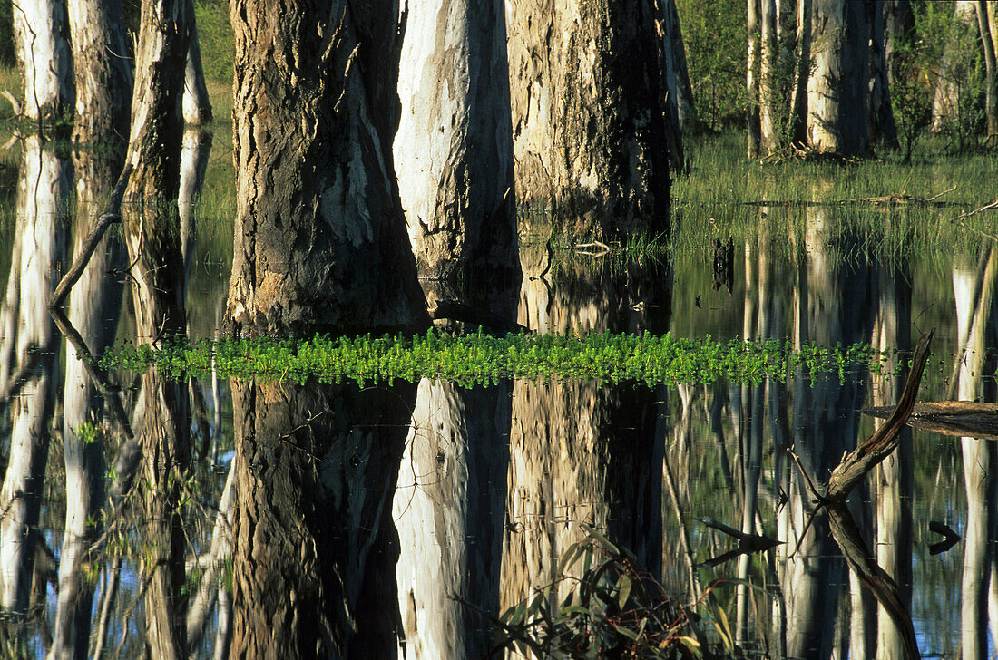 Reflection swamp forest, Victoria Valley, Australia, Victoria, reflections, swamp forest in Victoria Valley, Grampians National Park