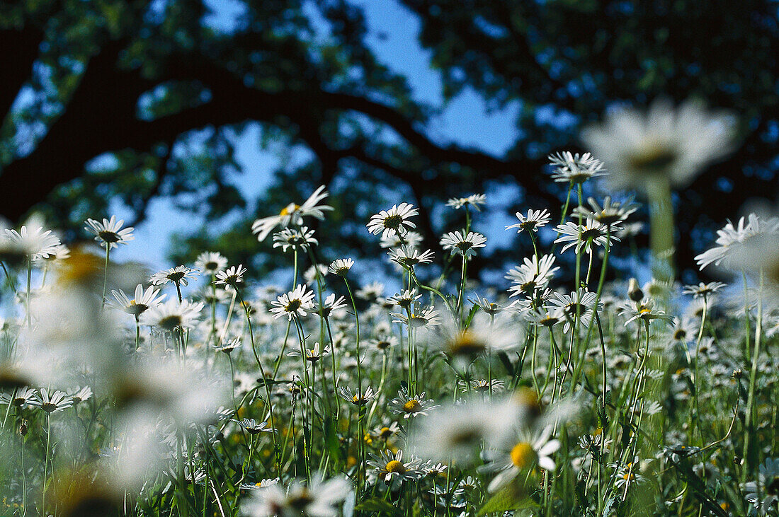 Margeriten, Leucanthemum vulgare, Deutschland