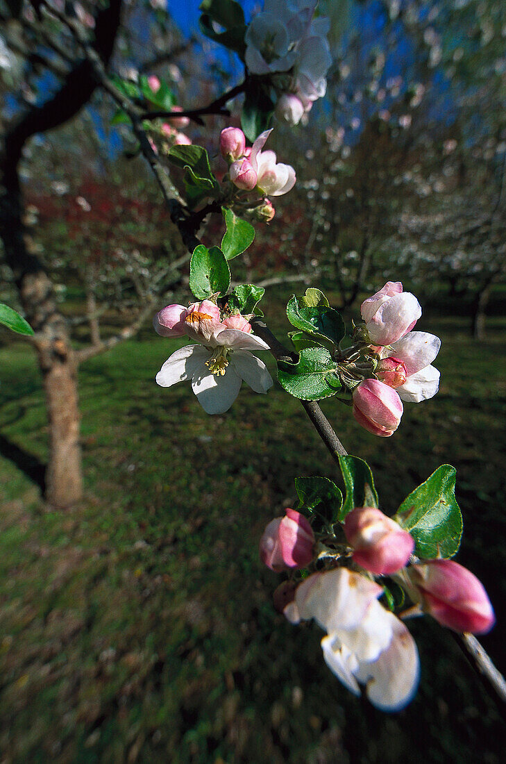 Apfelbaum, bluehend, Apeltree in blossom Malus spec., Deutschland