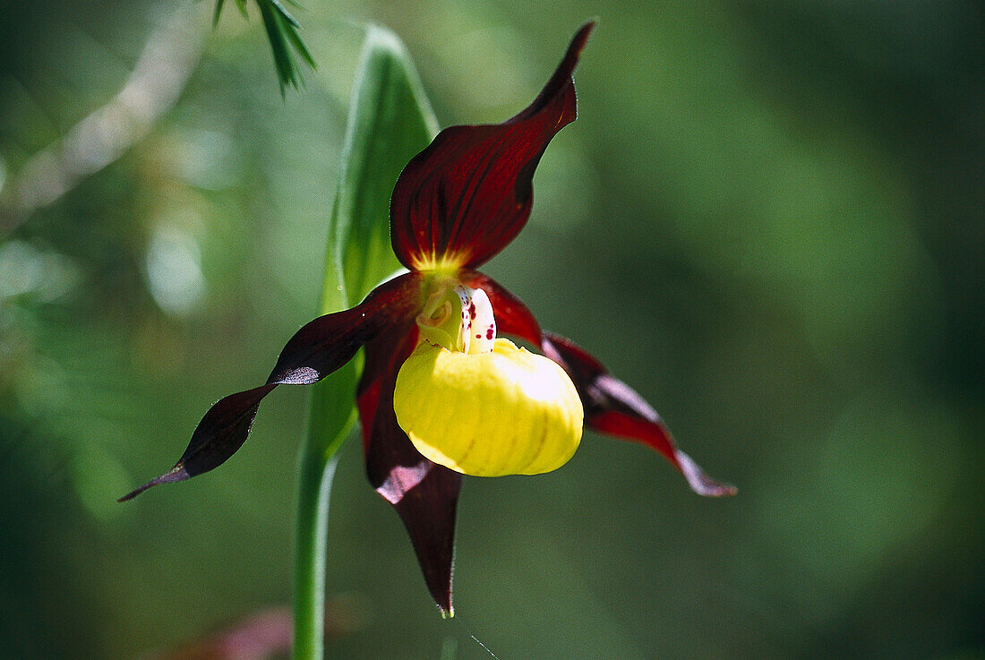 Orchidee, Orchidee