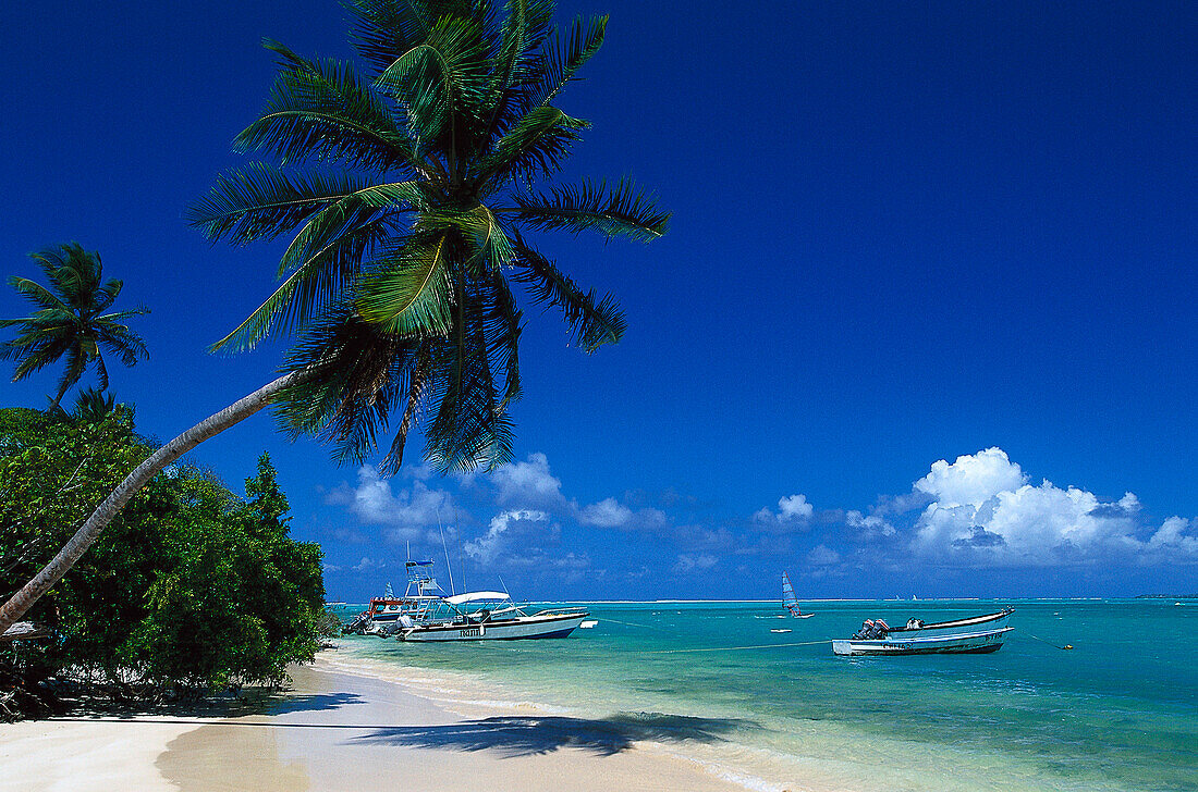 Palm beach, Coconut palms, motor boat, Pigeon Point, Tobago, West Indies, Caribbean