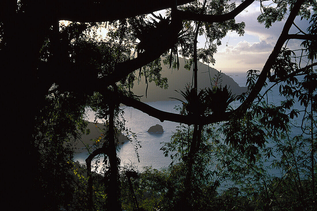Regenwald über der Pirate´s Bay, Nordküste Tobago, West Indies, Karibik