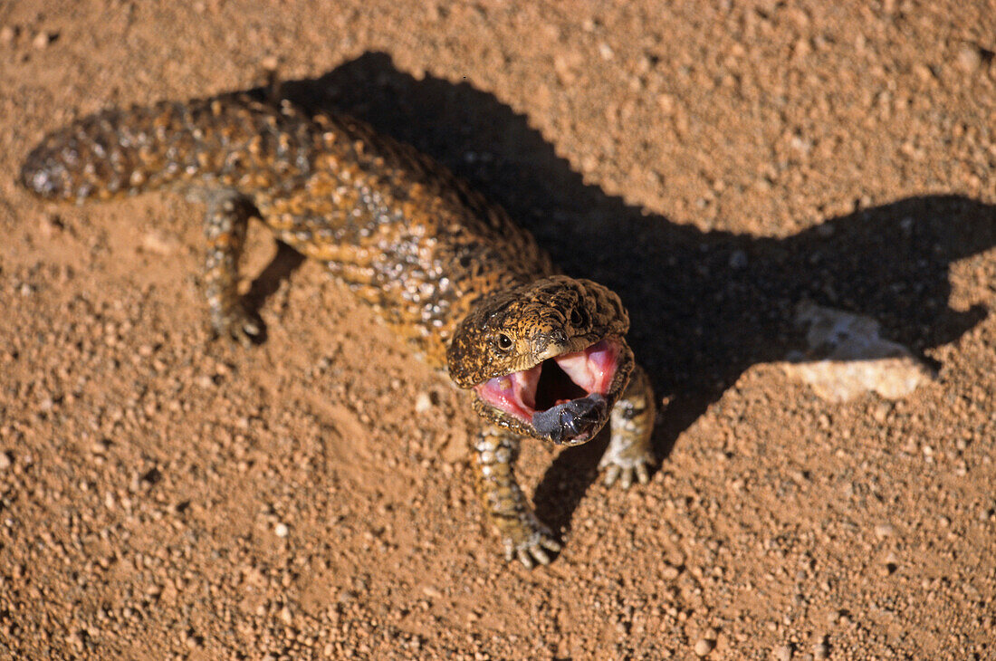 Ein Tannenzapfenskink zeigt seine blaue Zunge, Australien