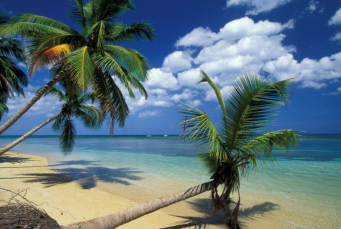 Palm beach, coconut palms, Dominican Republic, Caribbean