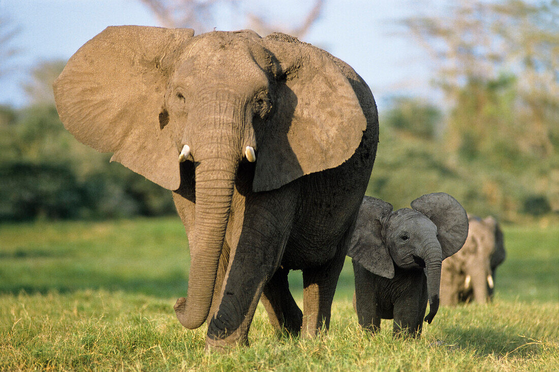 Afrikanische Elefanten, Loxodonta africana, Amboseli Nationalpark, Kenia, Ostafrika