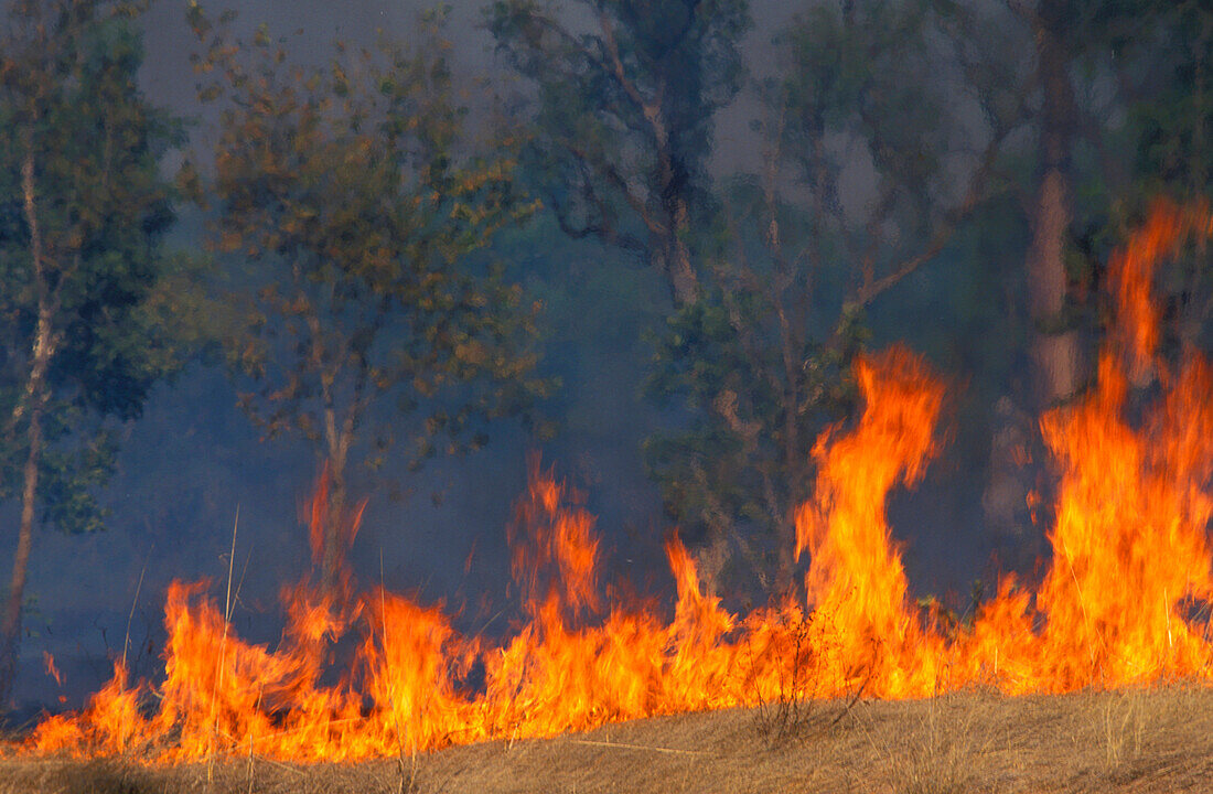 Buschfeuer in Savanne, Kimberley, Westaustralien, Australien