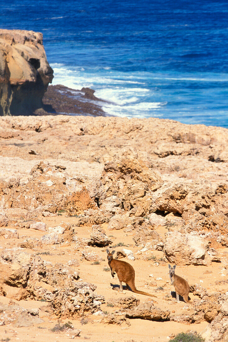 Zwei Känguruh, Felsküste, Shark Bay, Westaustralien, Australien