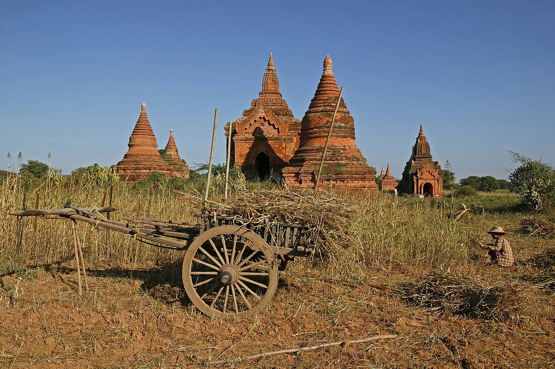 Farm cart in front of temple buildings, Bagan, Myanmar