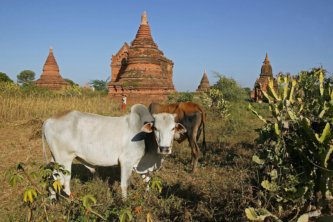 Cattle in front of temple buildings, Bagan, Myanmar