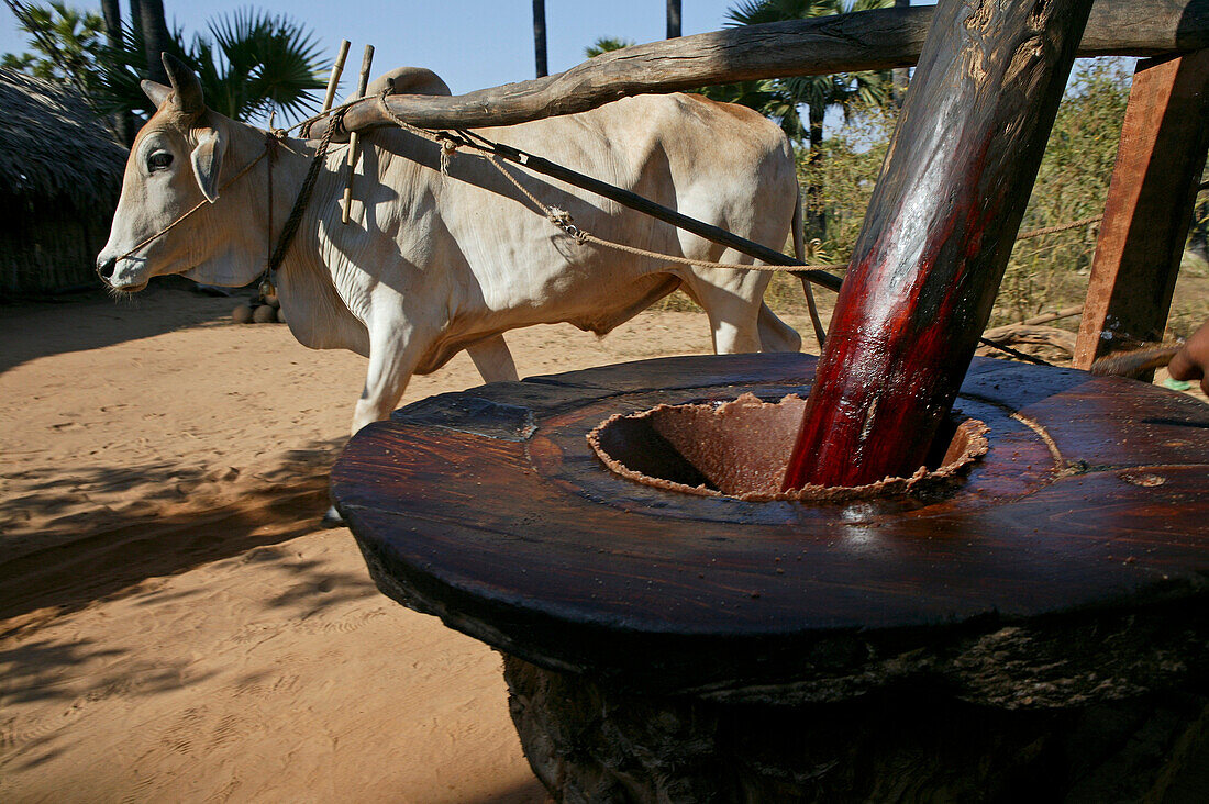 Palmsugar ground by ox and wheel, Palmenzuckermuehle, Antrieb durch Ochsen