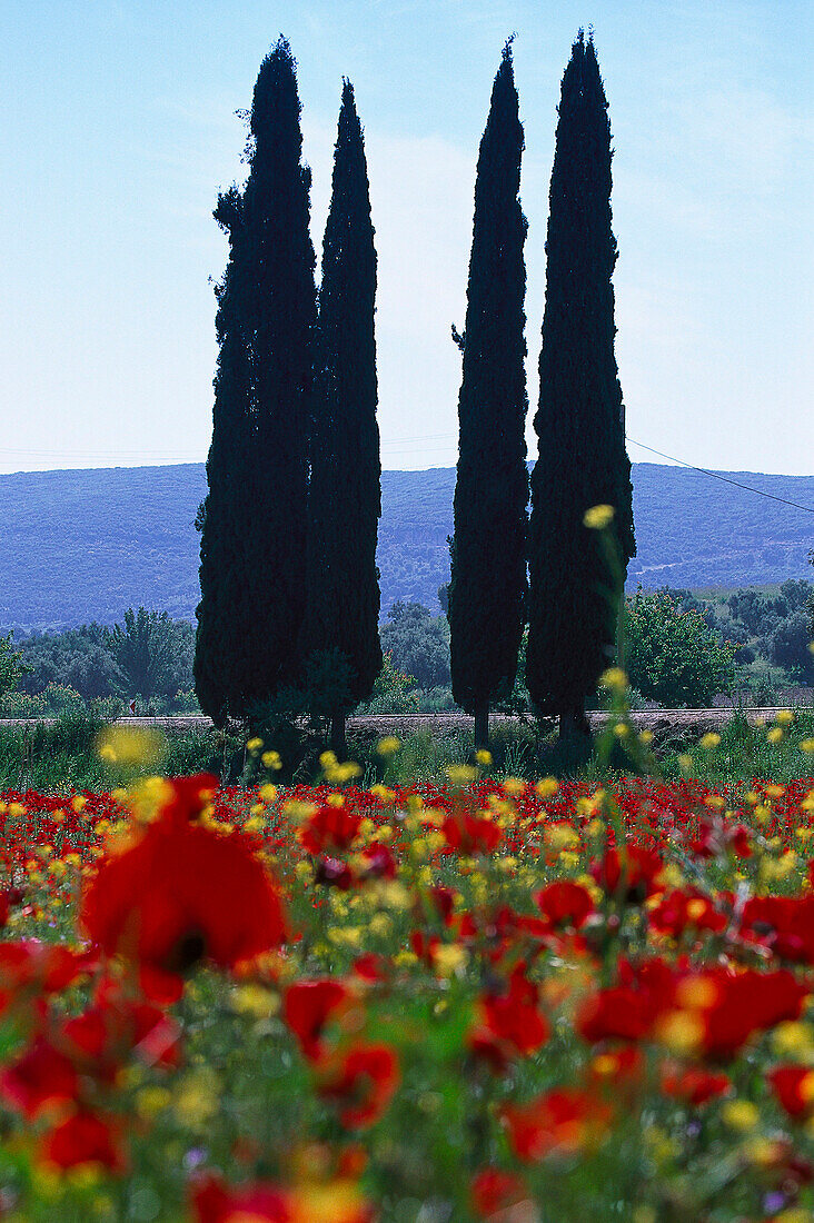 Saeulenzypressen, Mohnblumen Mittelmeerraum
