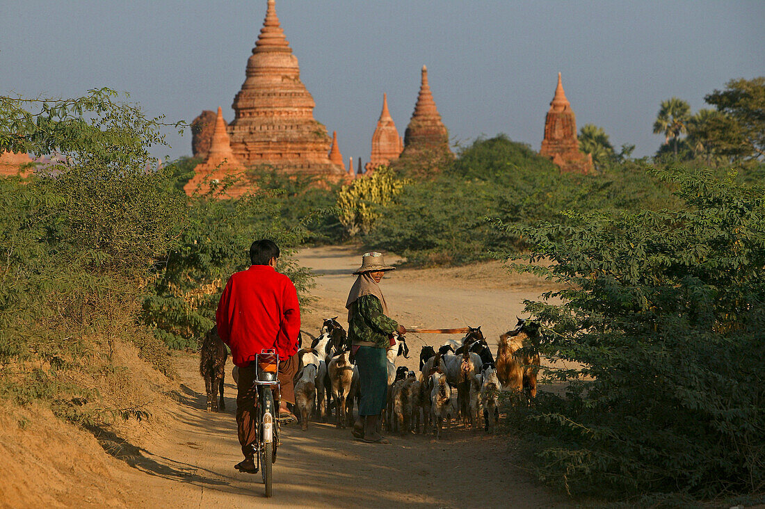 Goats, amongst temples, Bagan, Ziegenherde auf Weg zwischen den Tempeln, Pagan, Kulturdenkmal von tausenden Ruinen von Pagoden