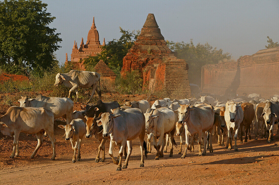 Oxen between temple buildings, Ochsenherde zwischen Tempeln, Weltkulturerbe, Oxen pass between temples in Bagan, World Heritage