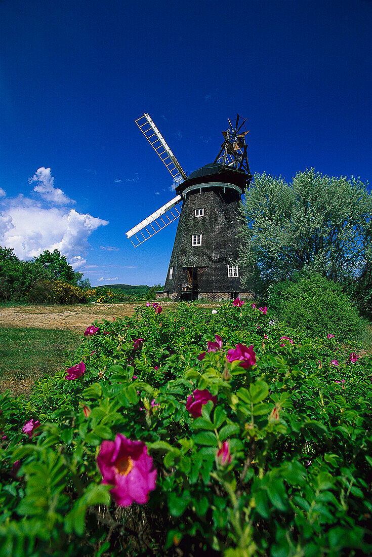 Windmill, Benz, Usedom, Mecklenburg-Vorpommern, Germany