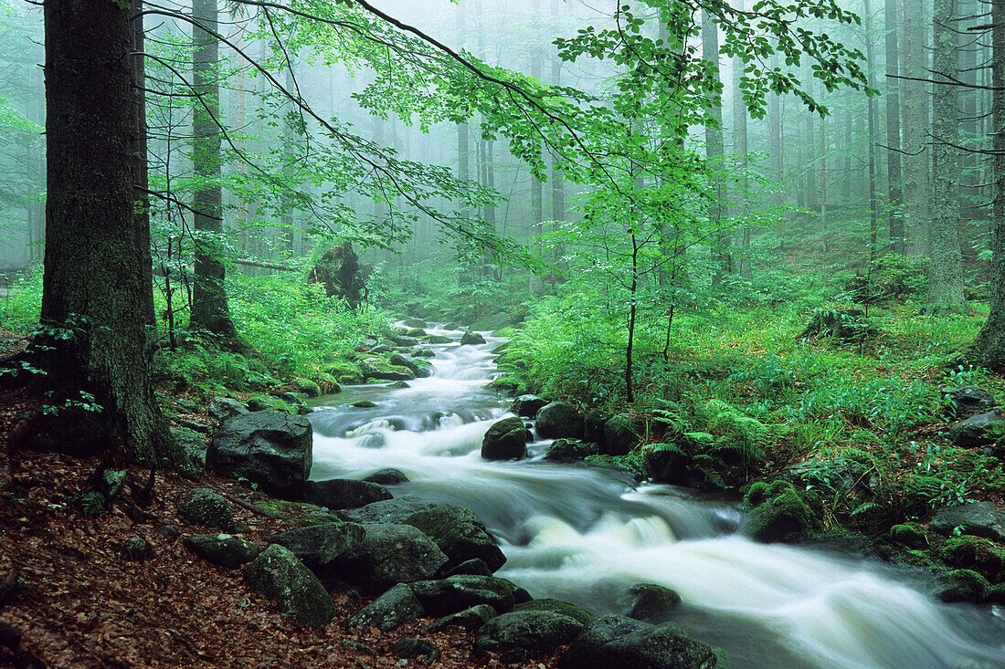 Kleine Ohe, Bach in Laubwald, Nationalpark Bayerischer Wald, Bayern, Deutschland