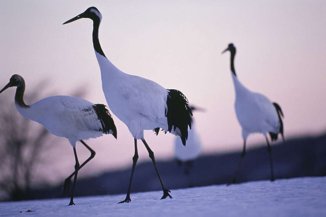Japanese cranes, Grus Japonensis, Hokkaido, Japan