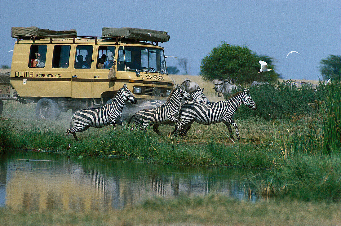 Zabra Safari tour with jeep, Kenia, Africa
