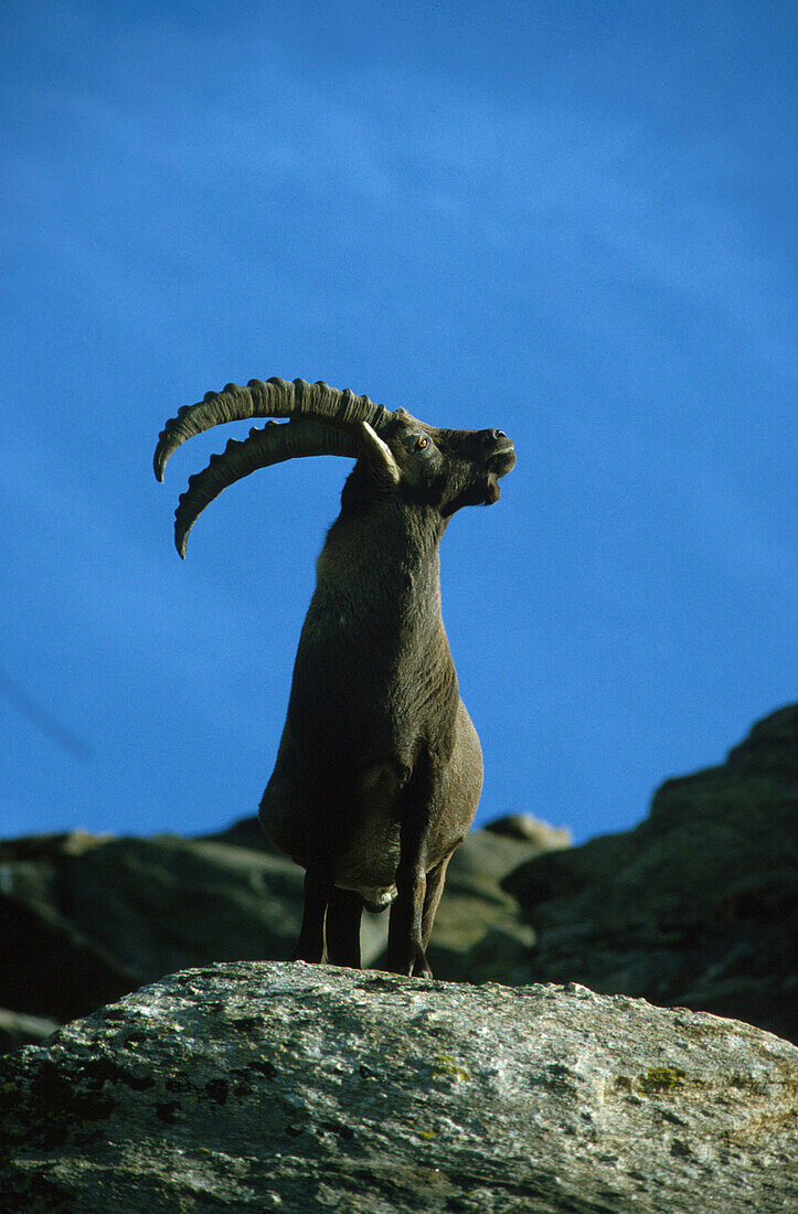 Alpensteinbock, Capra Ibex