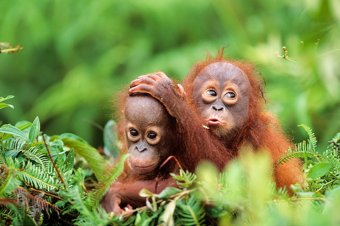 Zwei kleine Orang-Utans, Gunung Leuser Nationalpark, Sumatra, Indonesien, Asien