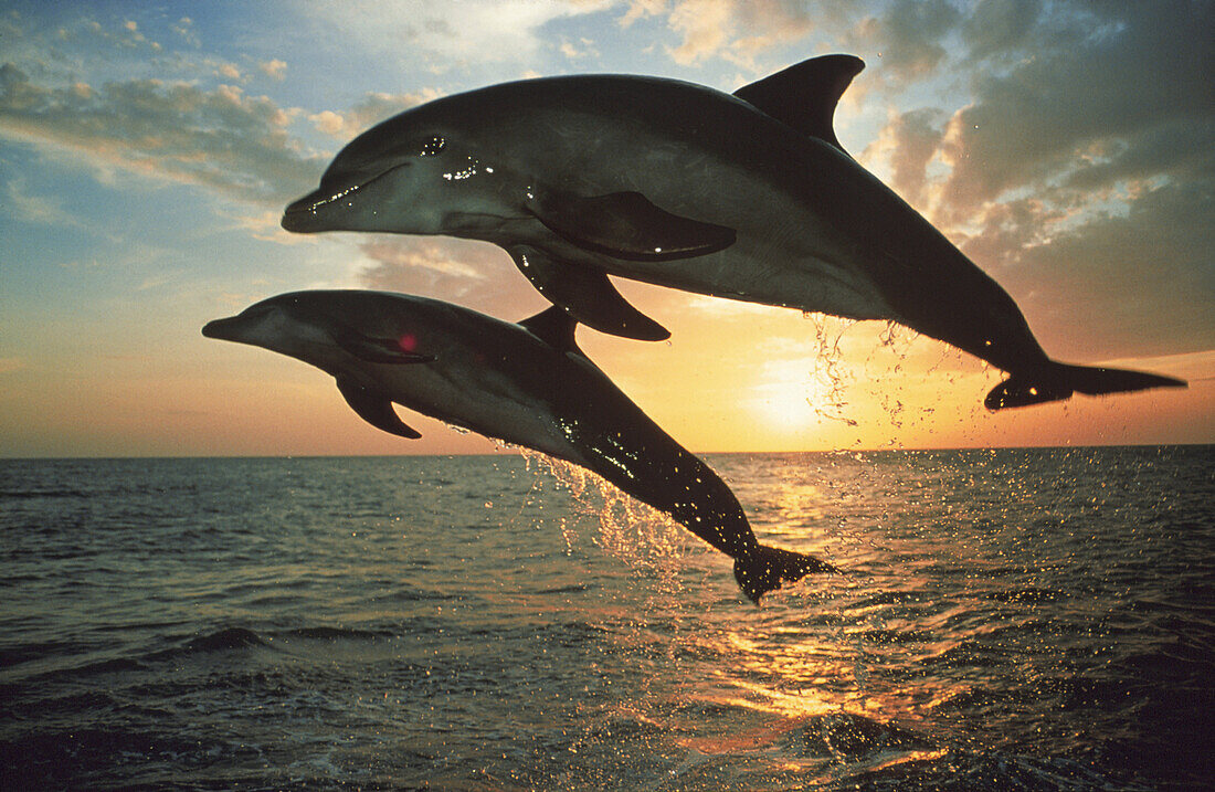 Bottlenosed dolphins, Islas de la Bahia, Hunduras, Caribbean