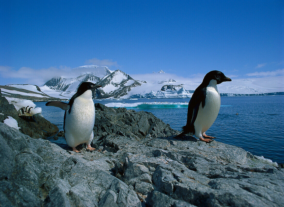 Adelie Penguins, Hope Bay, Antarctica