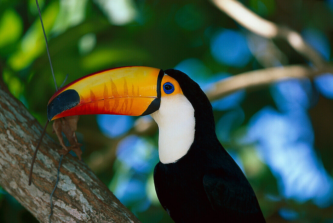 Toco toucan, Ramphastos toco, Pantanal, Brazil, South America