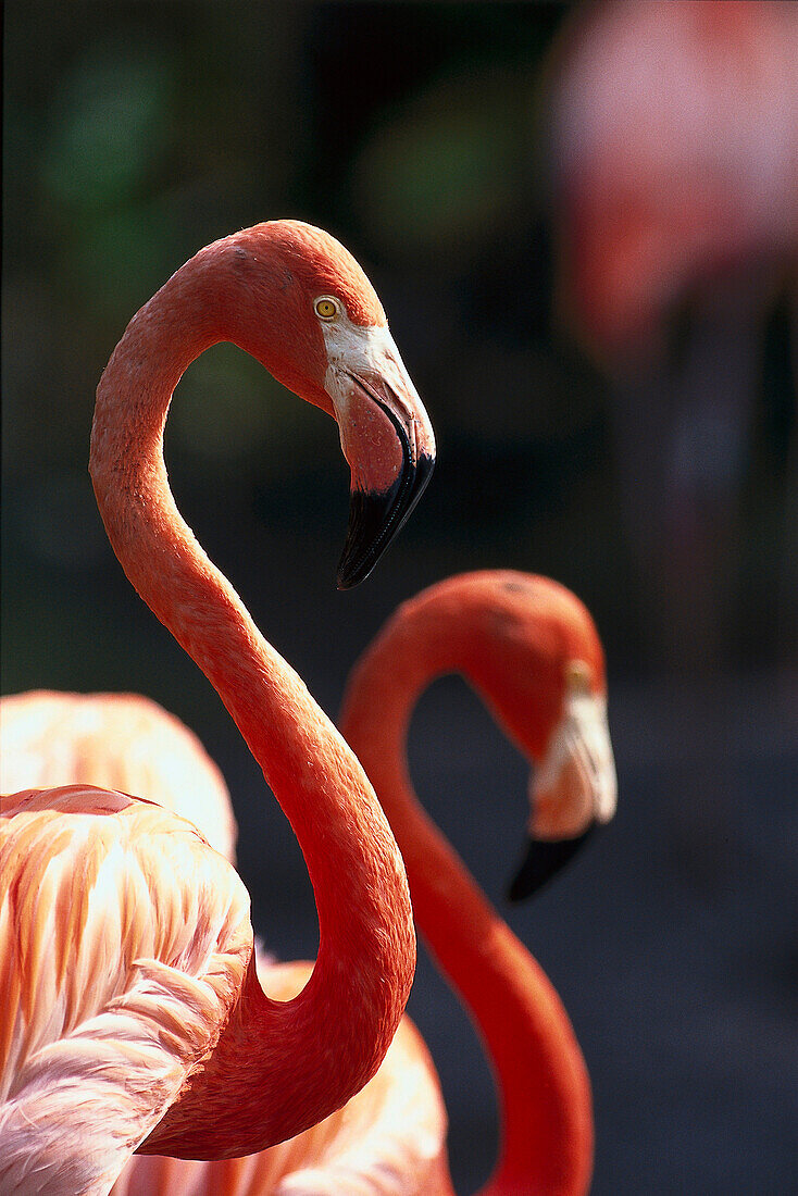 Rote Flamingos, Vogel, Tiere