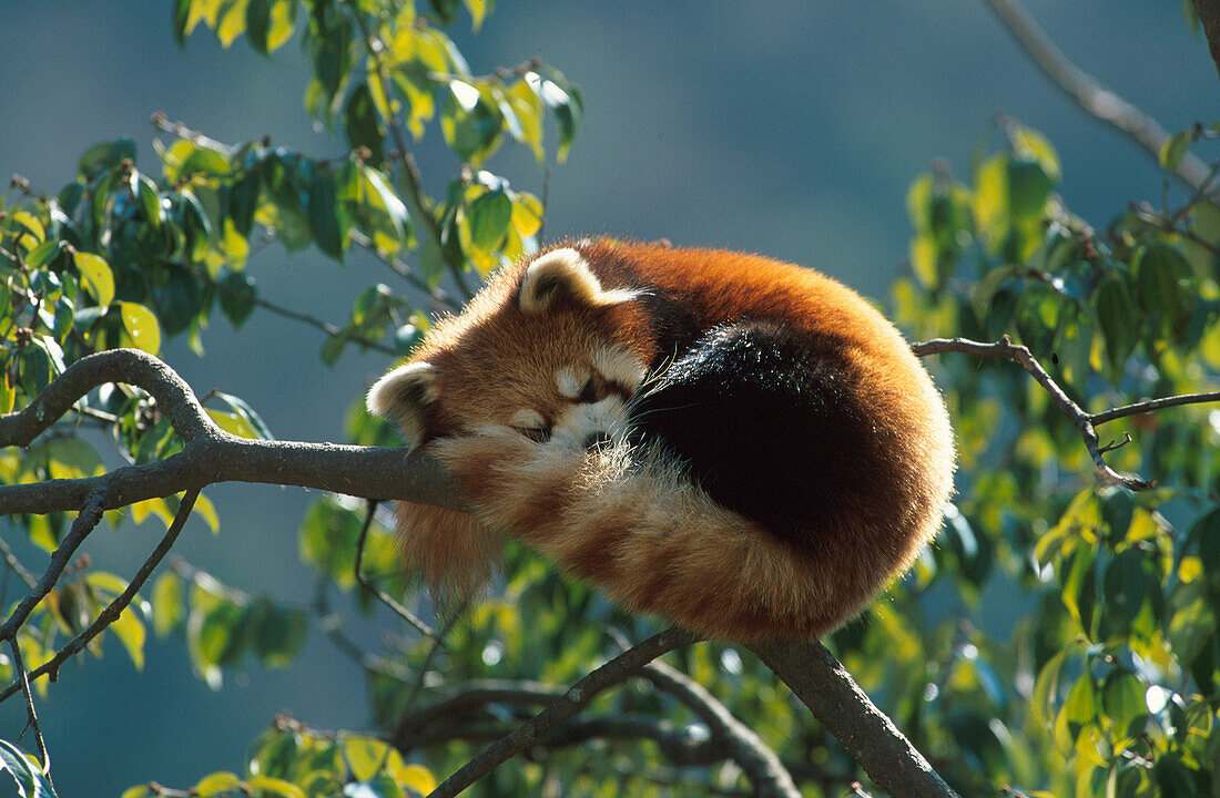 Kleiner Pandabär, Katzenbär, Ailurus fulgens, China, Asien