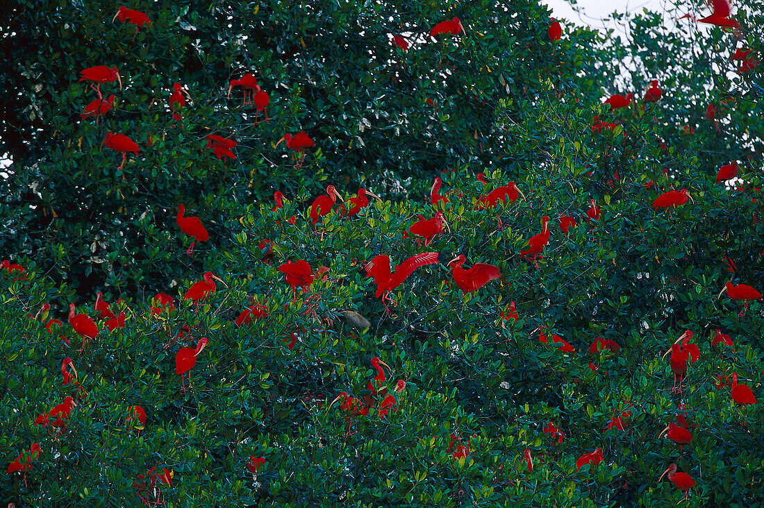 Scarlet Ibisses, in Roosting Tree Trinidad