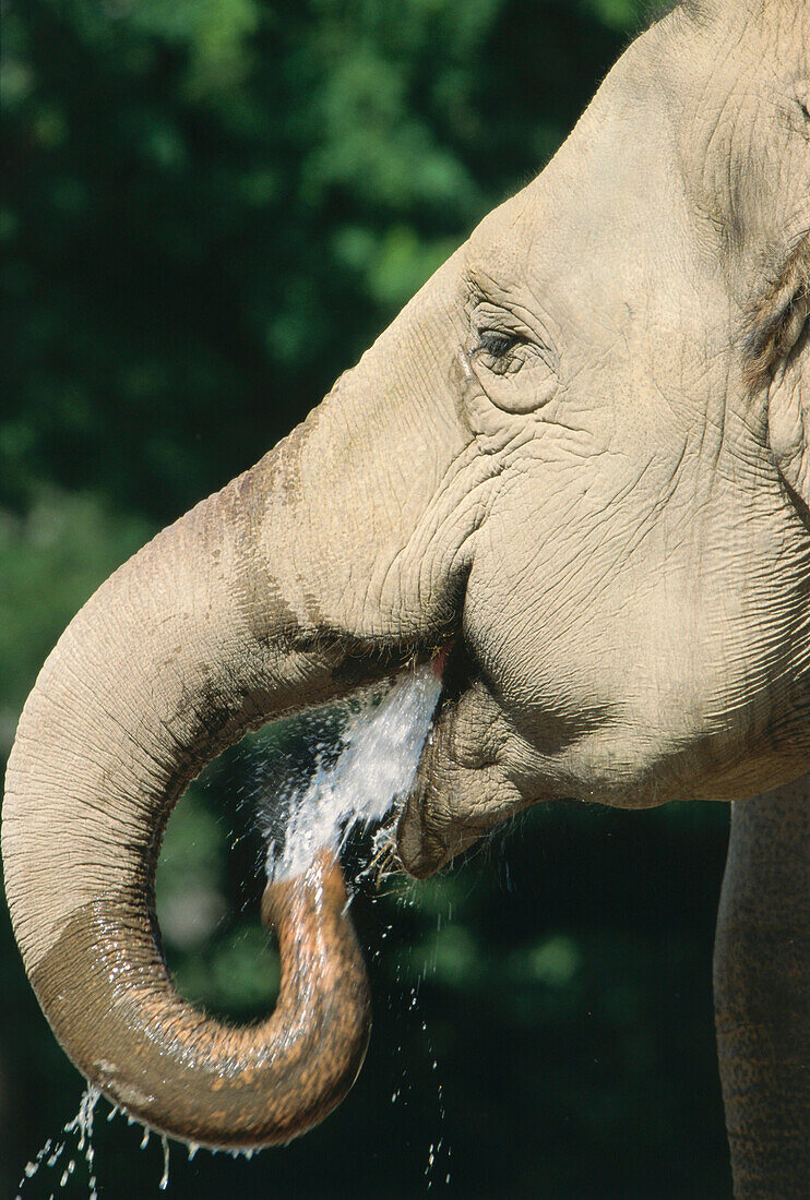 Portrait of a drinking indian elephant, India