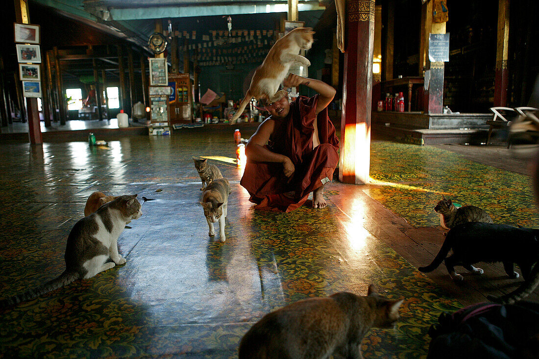 Monk with jumping cats, Nga Phe Monastery, Inle Lake, Myanmar